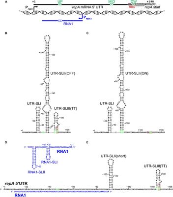 RNase J1 and J2 Are Host-Encoded Factors for Plasmid Replication